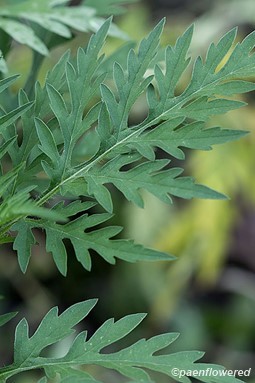 Leaves